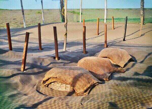 Olive Ridley - IV