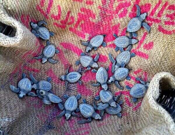 Olive Ridley - V