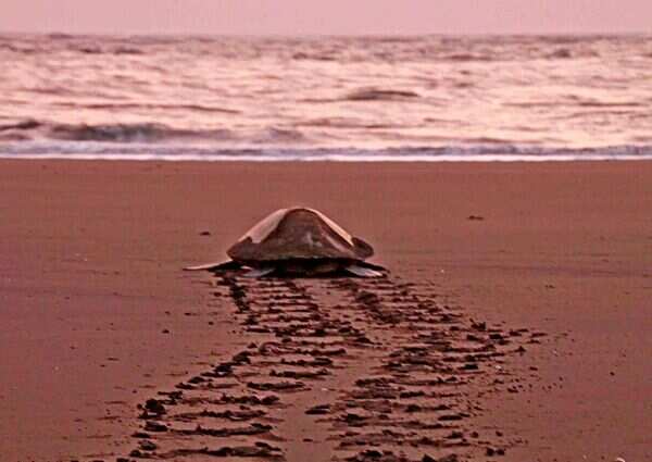 Olive Ridley - VI