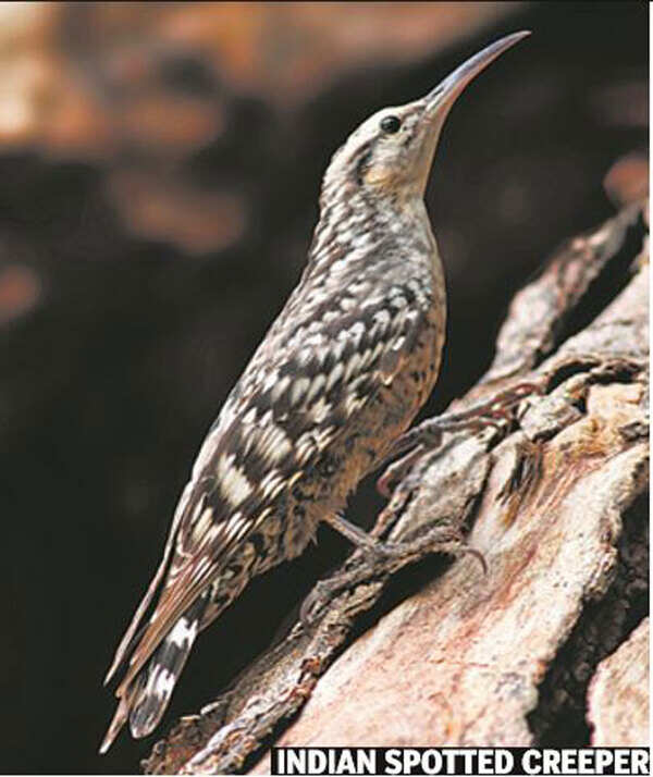 bird-1