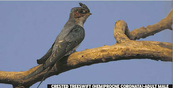 bird-4