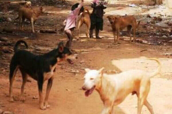 Stray Dogs.jpg