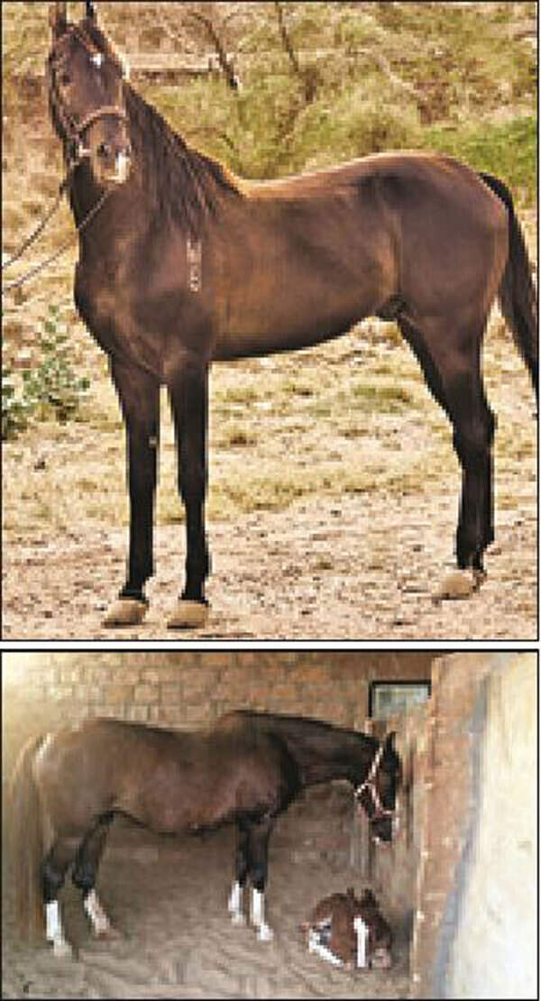 Marwar-horses