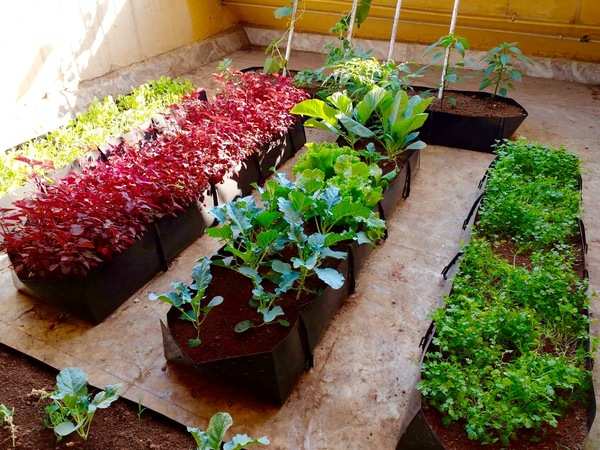 Vermicompost: Home-grown veggies: An answer to your budget woes | Pune ...