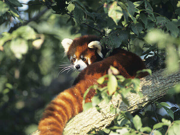 Bio_nokrek_redpanda