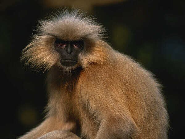 Bio_manas_langur
