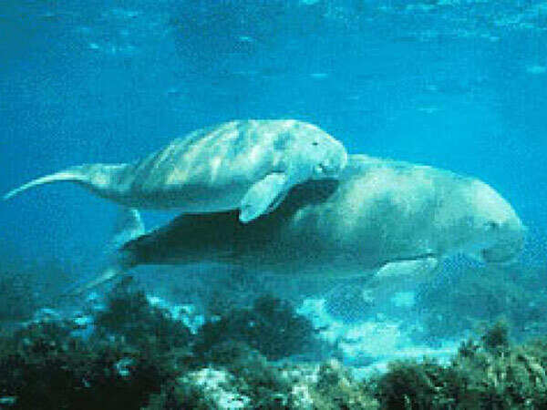 Bio_gulf_mannar