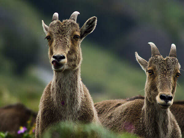 Bio_Nilgiri_tahr