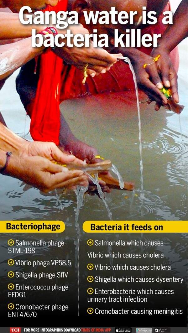 Polluted Ganga still has 'healing touch' India News Times of India