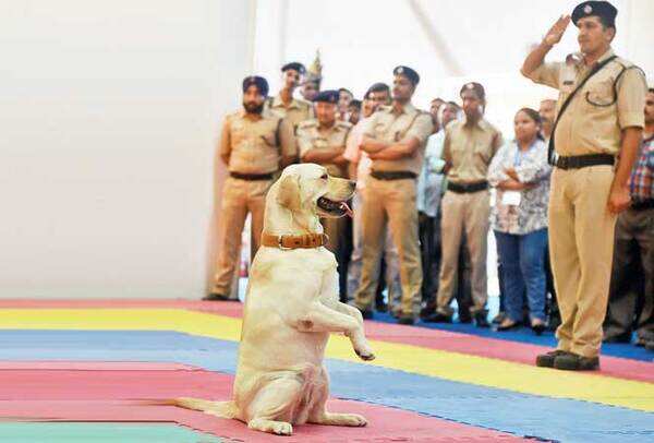 CISF awes with arms training, and ’awws’ with canine squad! | Events ...