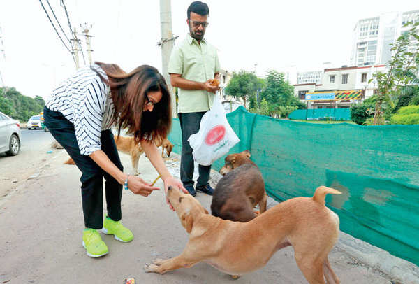 Street Dog Feeding  Stray Dog Feeding - POV