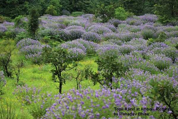 PT_topli-karvi_in_amboli-credit-mahadev-bhise