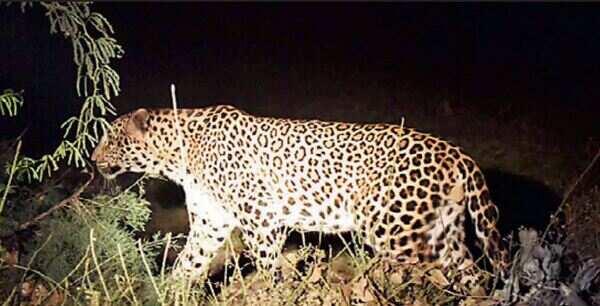 Leopard in Delhi--1