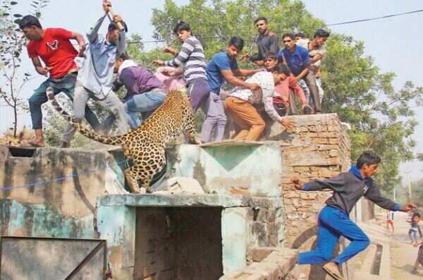 leopard