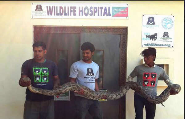 Injured python rescued by Wildlife SOS in Agra | Agra News - Times of India