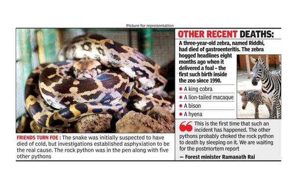 Rock Python Dead: Rare rock python choked to death by mates at Mysuru ...