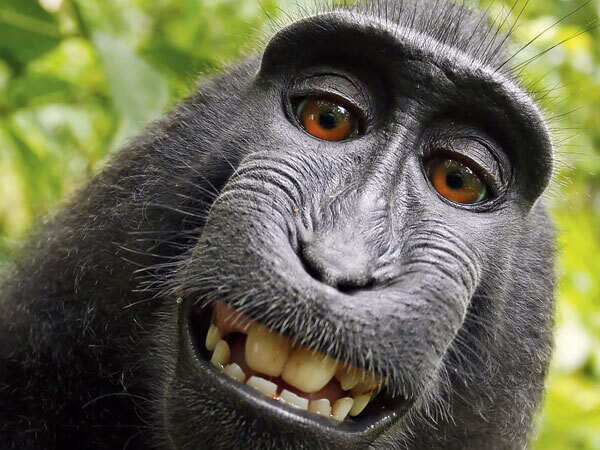 monkey