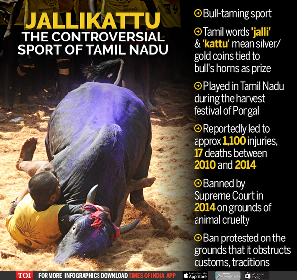 essay about jallikattu in english