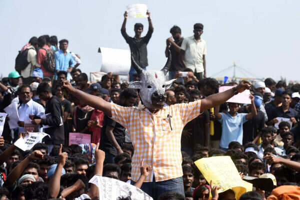 Jallikattu protests afp