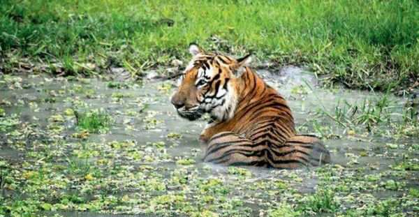 Prince: Bandipur's celebrity tiger Prince is dead | Mysuru News - Times ...