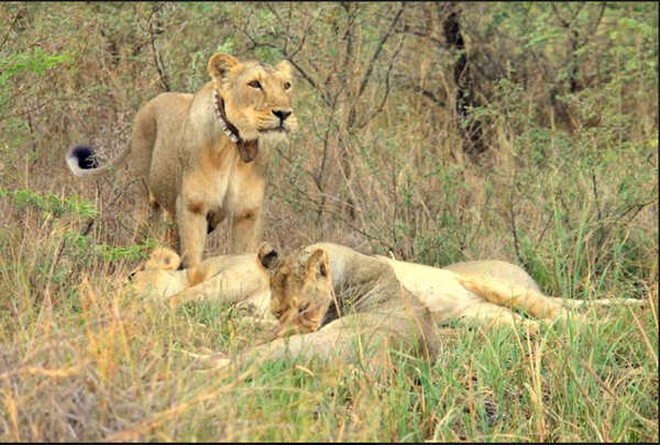 lioness2-edit