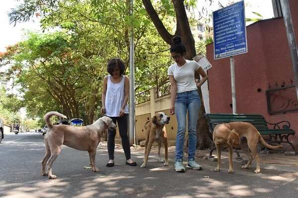 CompassionatePune initiative brings summer respite to strays | Pune News - Times of India CompassionatePune initiative brings summer respite to strays | Pune News - Times of India