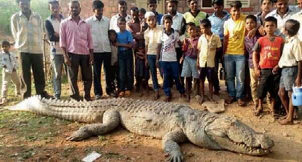 Karnataka Drought: Karnataka heatwave: 3 crocodile deaths in Bagalkot ...