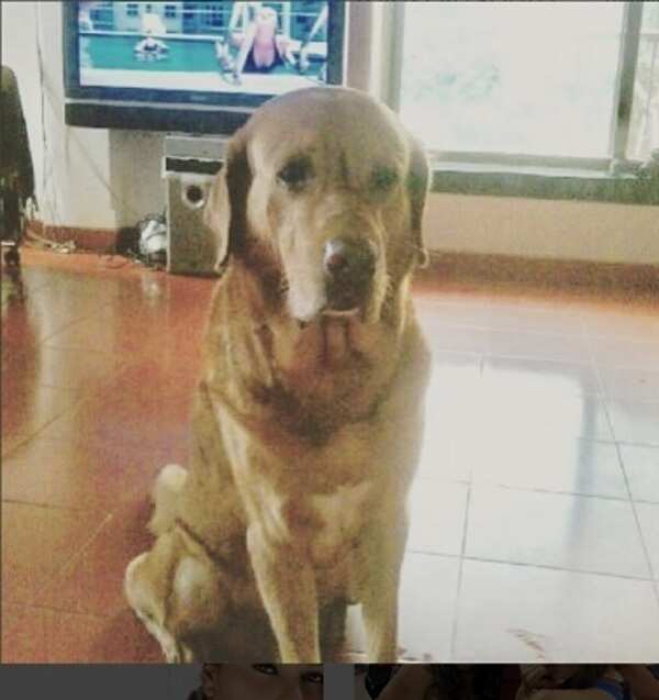 brandy