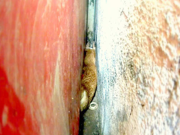Animal Rescue: Dog stuck in narrow gap for 3 days rescued | Mumbai News ...
