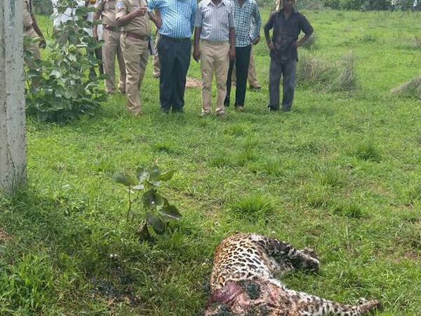 Leopard Was Electrocuted: Leopard burnt to death on electric pole in ...