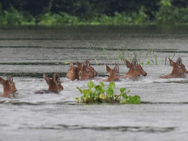 Assam flood situation worsens, animals in Kaziranga park at risk | India News - Times of India Assam flood situation worsens, animals in Kaziranga park at risk | India News - Times of India