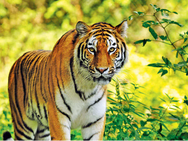 Mumbai answers the roar of the Tiger | Mumbai News - Times of India