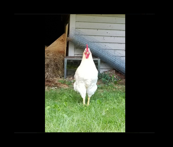 Rooster