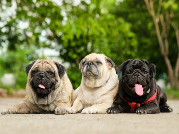 8 Popular Dog Breeds in India | - Times of India