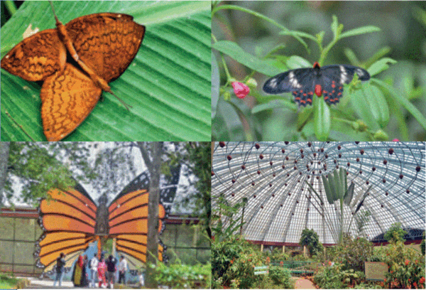 butterfly123