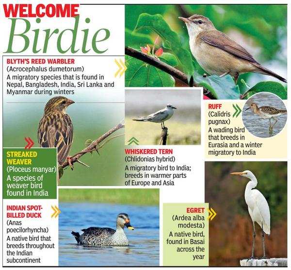 12 migratory bird species spotted in Basai wetlands draw twitchers |  Gurgaon News - Times of India