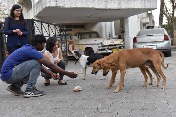 A time for celebration, not cruelty | Pune News - Times of India A time for celebration, not cruelty | Pune News - Times of India