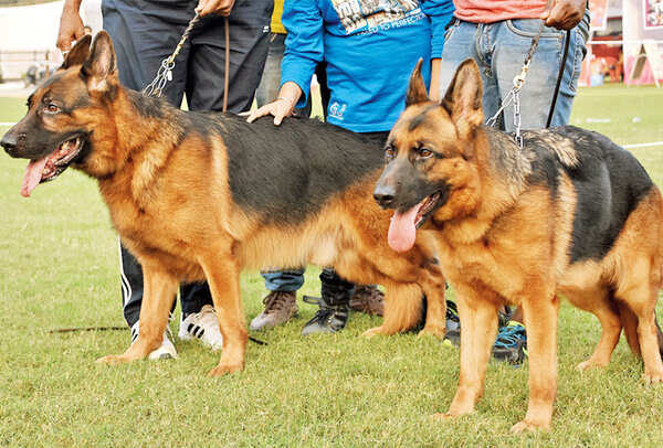 Dogs show their best moves  (BCCL/ Farhan Ahmad Siddiqui)