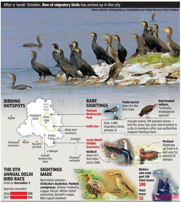 Migratory birds return to their favourite haunts | Delhi News - Times ...