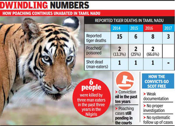 32 tiger deaths in TN since 2014, poachers have a free run | Coimbatore ...