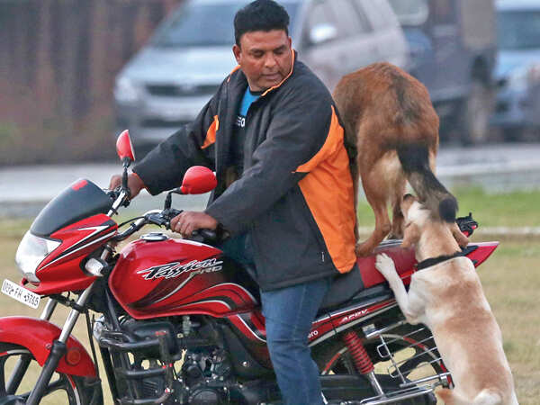 It’s a fun ride for these two dogs (BCCL/ Aditya Yadav)