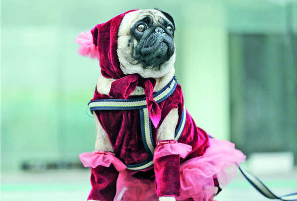 Mili, is all set for Xmas (1)