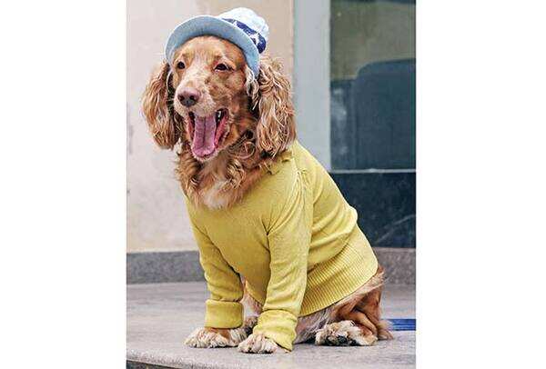 NT-P1-Caesar-has-a-lot-of--bright-clothes-like-this-one-and-he-accompanies-these-with-smart-hats-and-caps