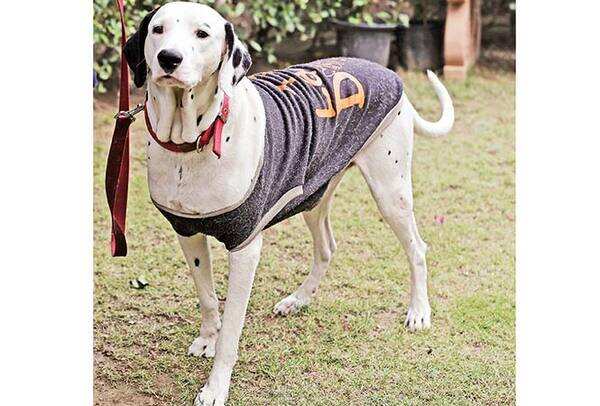NT-P1-Nawab,-a-Dalmatian-stays-protected-in-this-hoodie