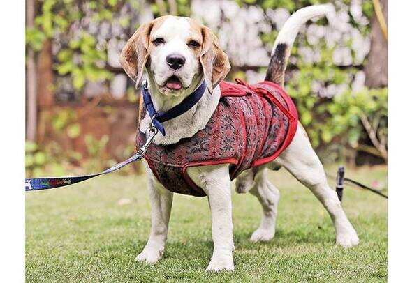 NT-P1-Pebbles,-beagle--(2)