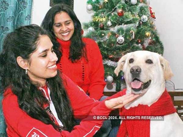 Dog snacks, customized collars and Santa hats for Agra pets this Xmas | Agra  News - Times of India