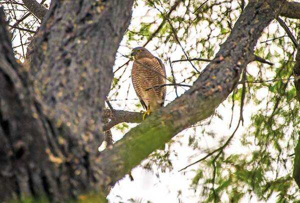 Shikra