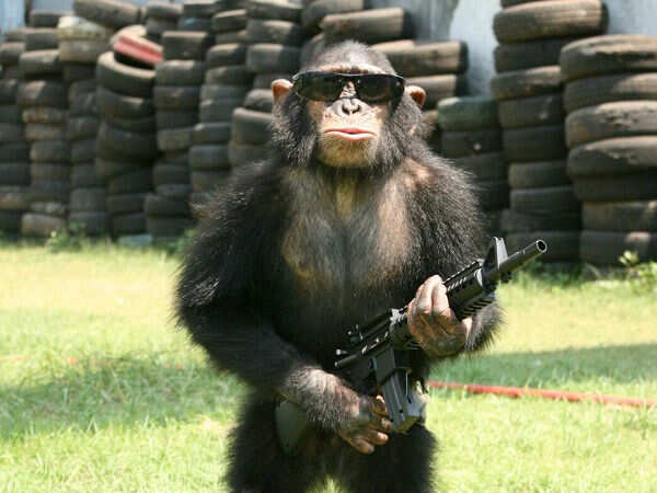 chimp1.