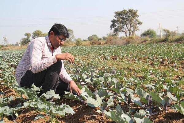 Farmers gain from Israeli agriculture technology | Ahmedabad News ...