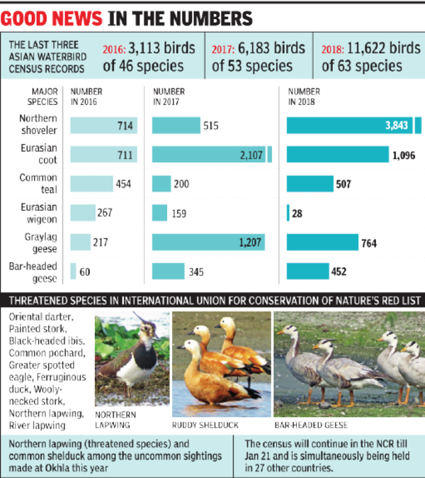 Waterbird census on, numbers double this year | Delhi News - Times of India